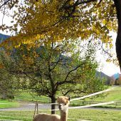 Alpakas und Lama in besonderer Mission