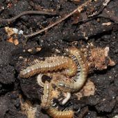 Gartenhaus-Tausendfüßer plagen Bevölkerung in Tisis
