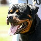 Rottweiler biss in Lauterach Polizeibeamten in die Hand