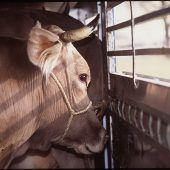 FPÖ setzt auf Regionalität statt Tiertransporte