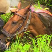 Unterkühltes Pferd aus Riedgraben geborgen