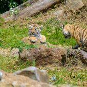 Kleine Tiger suchen einen Namen