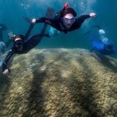 Gigantische Koralle im Great ­Barrier Reef entdeckt