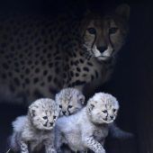 Wuschelige Fellknäuel beleben Zoo