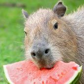 Zootiere feiern Welttag der Melone