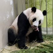 Panda im Mamaglück