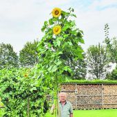 Diese Sonnenblume ist ja der Oberhammer!