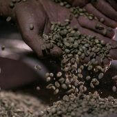 Ernteausfälle machen Kaffee teurer
