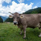 Turbokühe auf Alpen