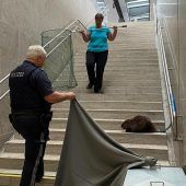 Verirrter Biber wieder munter im Gewässer