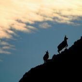 Menschen und Klima ­bedrohen Gamswild
