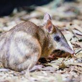 Langnasenbeutler in Australien vor dem Aussterben gerettet