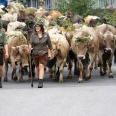 Almabtrieb Dornbirn