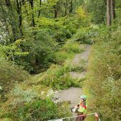 Für Hochwasserschutz wird Auwald gerodet