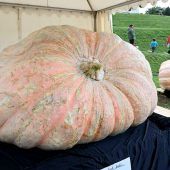 Weltrekord-Kürbis wiegt 1226 Kilogramm