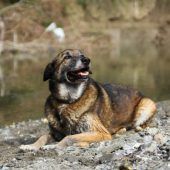 Kaninchen freut sich auf Gesellschaft