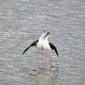 „Das Glück is a Vogerl“ – Vogelarten im Rheindelta