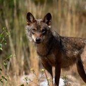 Kriterien für Wolfsabschuss bald im Landesgesetz