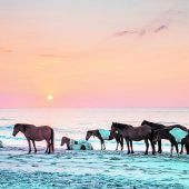 Wildpferde in Assateague