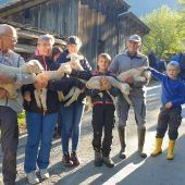 800 Schafe kehrten zurück ins Tal