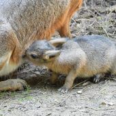 Quirlige Babys