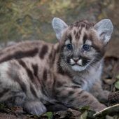 Nachwuchs bei Pumas