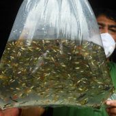 25.000 Fische für Kampf gegen Dengue