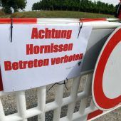 Hornissen attackieren Mutter mit Kleinkind