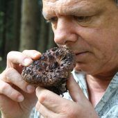 Trockener Septemberbeginn verhinderte Superpilzjahr