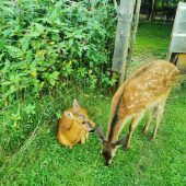 Der Herzschuss traf nicht nur Bambi