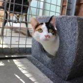 Tiere mit einem Herz für Menschen