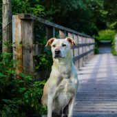 Fünf Tiere suchen neue Reviere