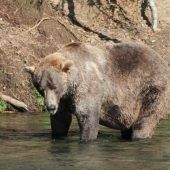 Braunbär „Otis“ gewinnt „Fat Bear“-Wahl