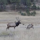 Wapiti-Hirsch nach zwei Jahren von Reifen um den Hals befreit