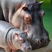 Kleiner Hippo