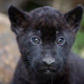 Kleine Stars im Zoo