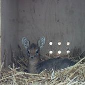 Kleine Antilope