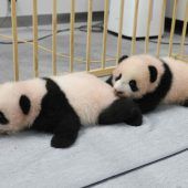 Lei Lei und Xiao Xiao