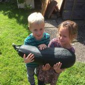 Riesenzucchini