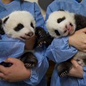 Erster Fototermin für Pandazwillinge