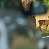 Gefährliche Dämmerung für Wild und Mensch
