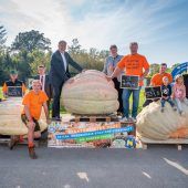 Riesenkürbis mit mehr als 700 Kilogramm
