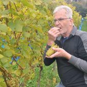 Weinlese im Walgau hat begonnen