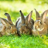Die große Schau der kleinen Tiere