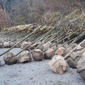 Viele neue Bäume in Dornbirn