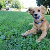 Kaninchen Karl sucht Freunde
