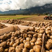 Kartoffelernte litt unter Feuchtigkeit
