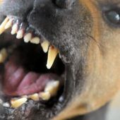 Spaziergängerin in Mäder von Hund gebissen