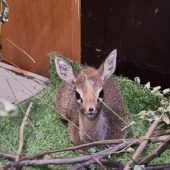 Süße Mini-Antilope