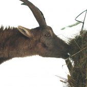 Rinder-TBC: Gefahr durch Wild bleibt